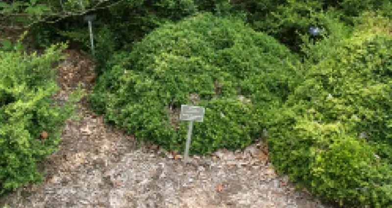 sedum and boxwood garden contrast