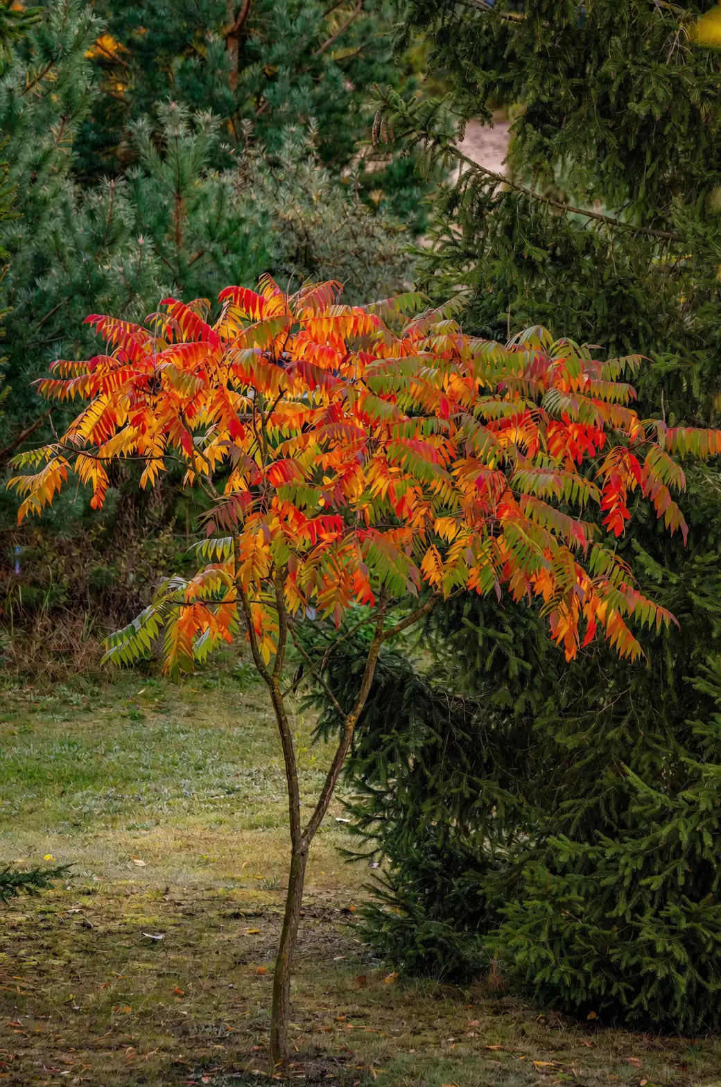 poison sumac tree in marsh