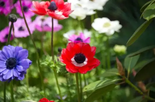 anemone flowers in garden