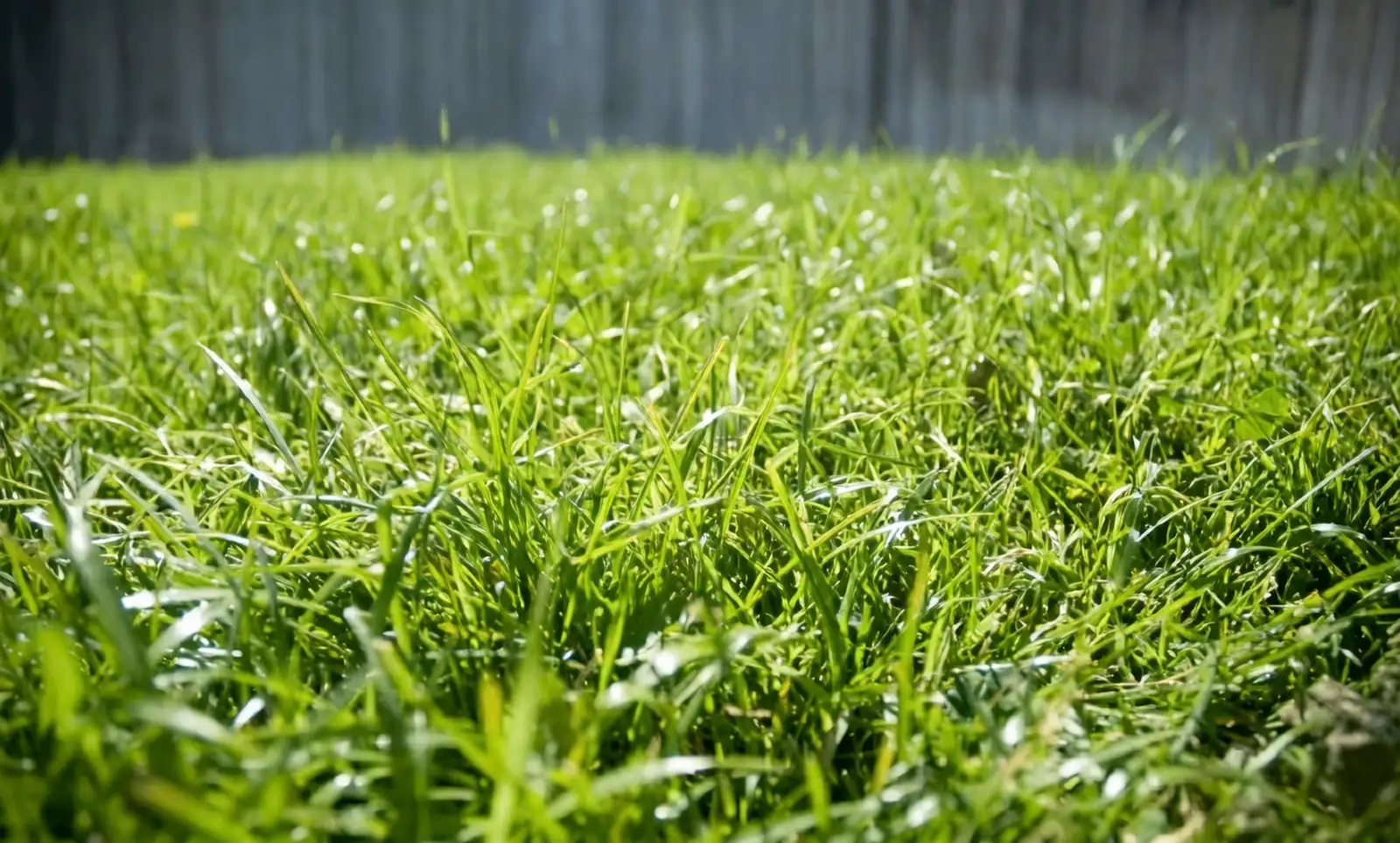 Sneezes in the Breeze: How to Spot and Manage Allergy-Causing Plants