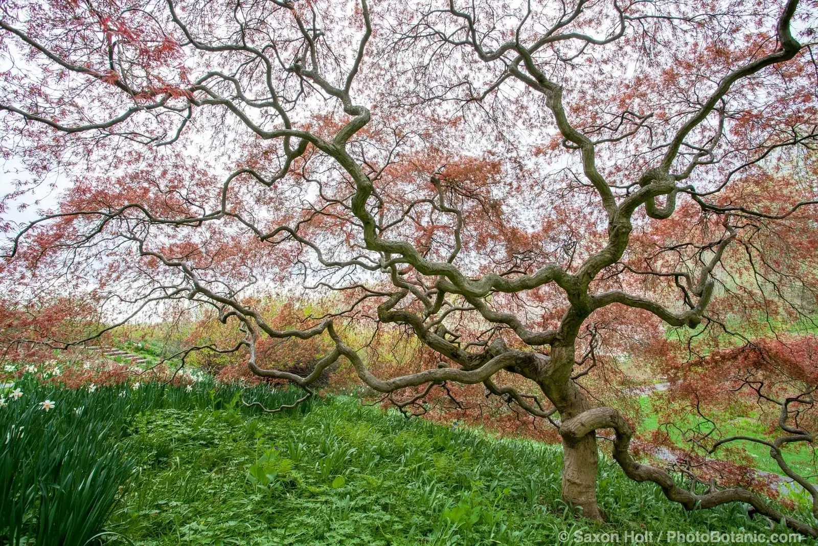 Maple tree in spring