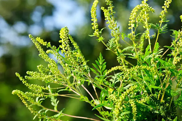 Ragweed plant in urban area