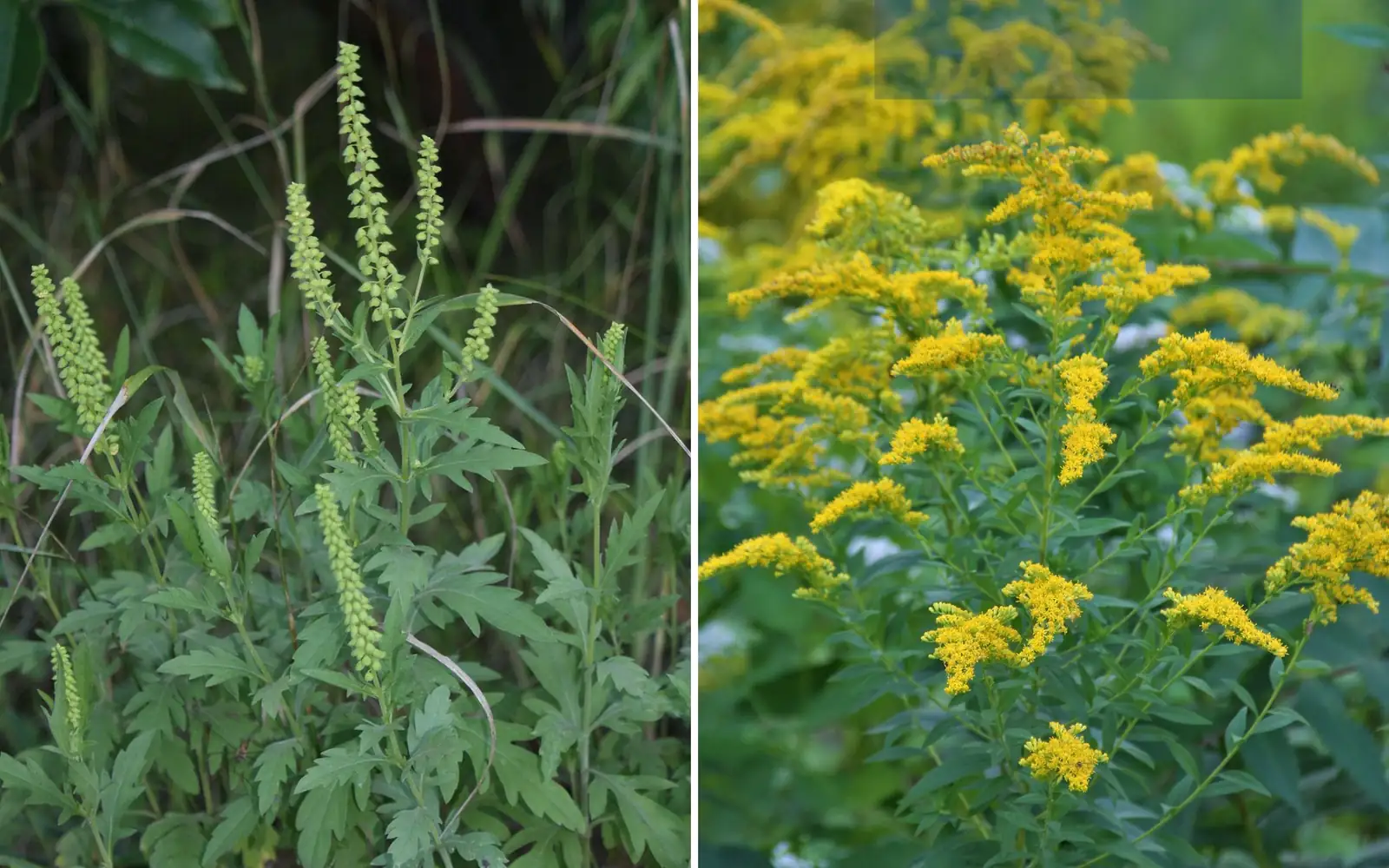 Goldenrod and ragweed comparison