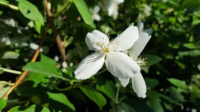 jasmine plant indoor pot