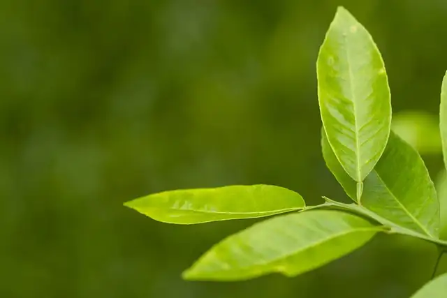 lemon peels around plant base