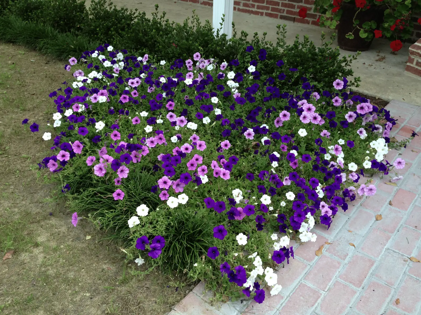 Mastering Petunia Care: Sunshine, Watering, and Feeding Secrets for Nonstop Blooms
