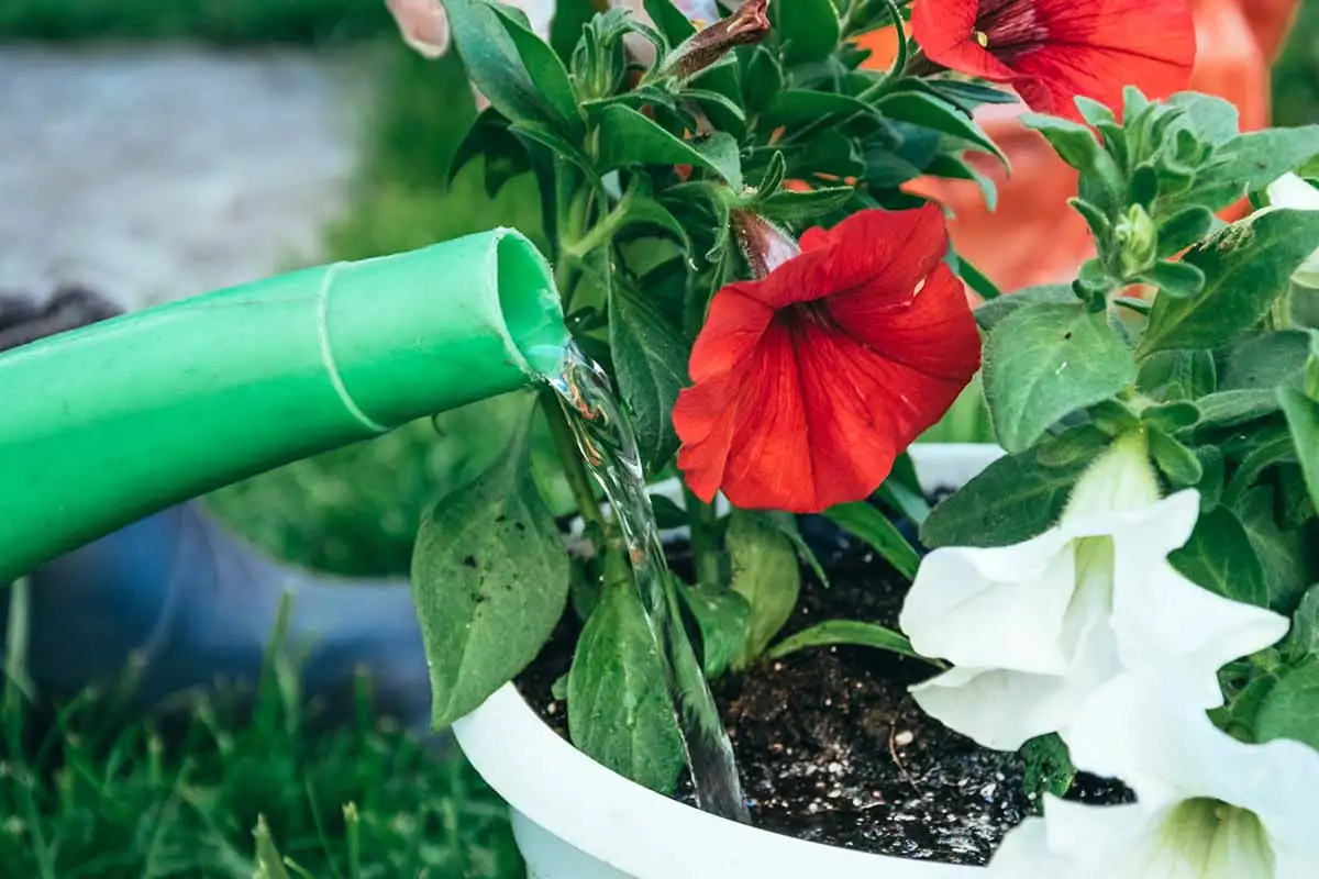 watering petunias in container