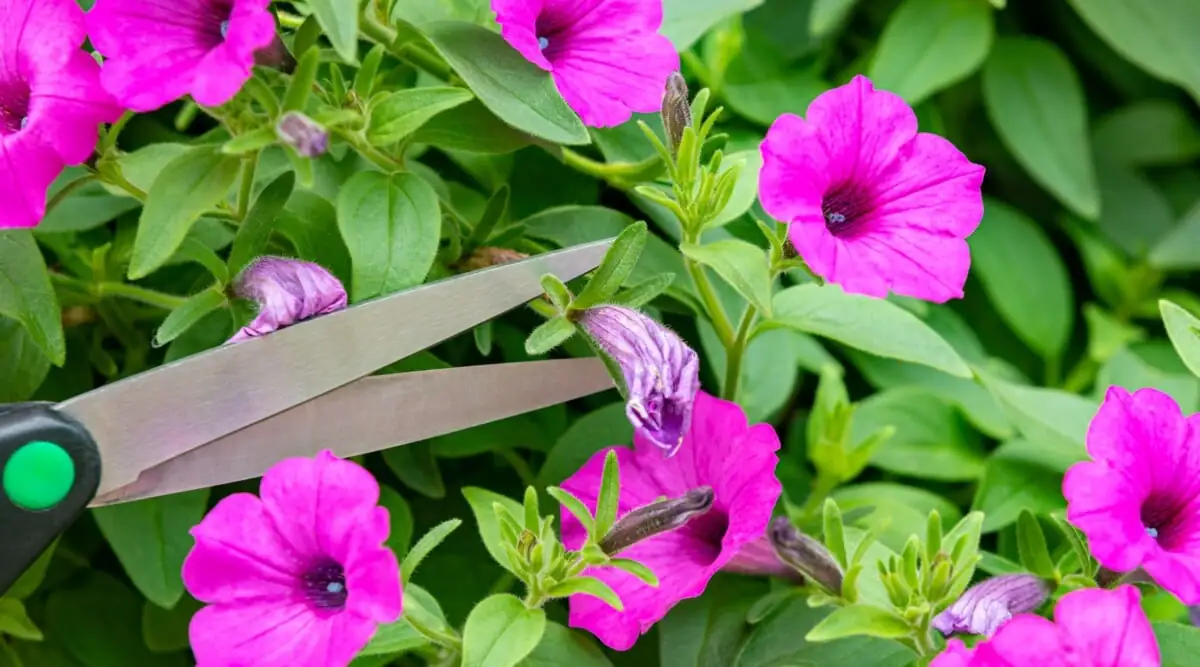 pruning petunias in garden