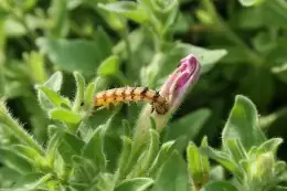 budworm on petunia bud