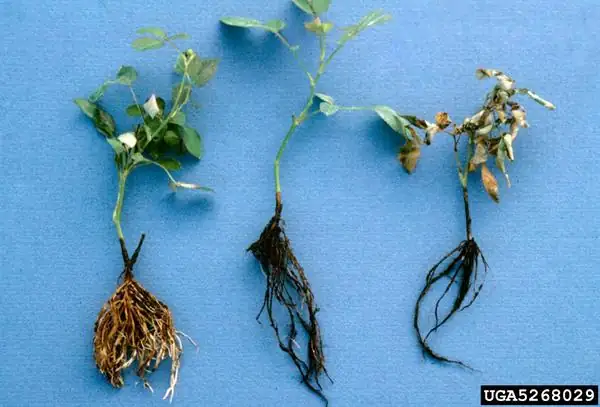 petunia root rot symptoms