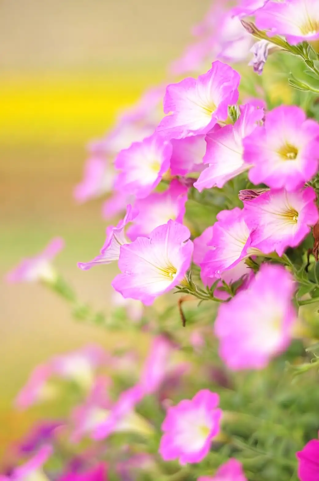 From the Wilds of South America: The Fascinating Journey of the Hybrid Petunia