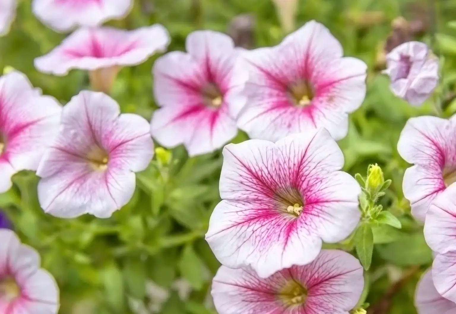 petunia hybrid breeding process