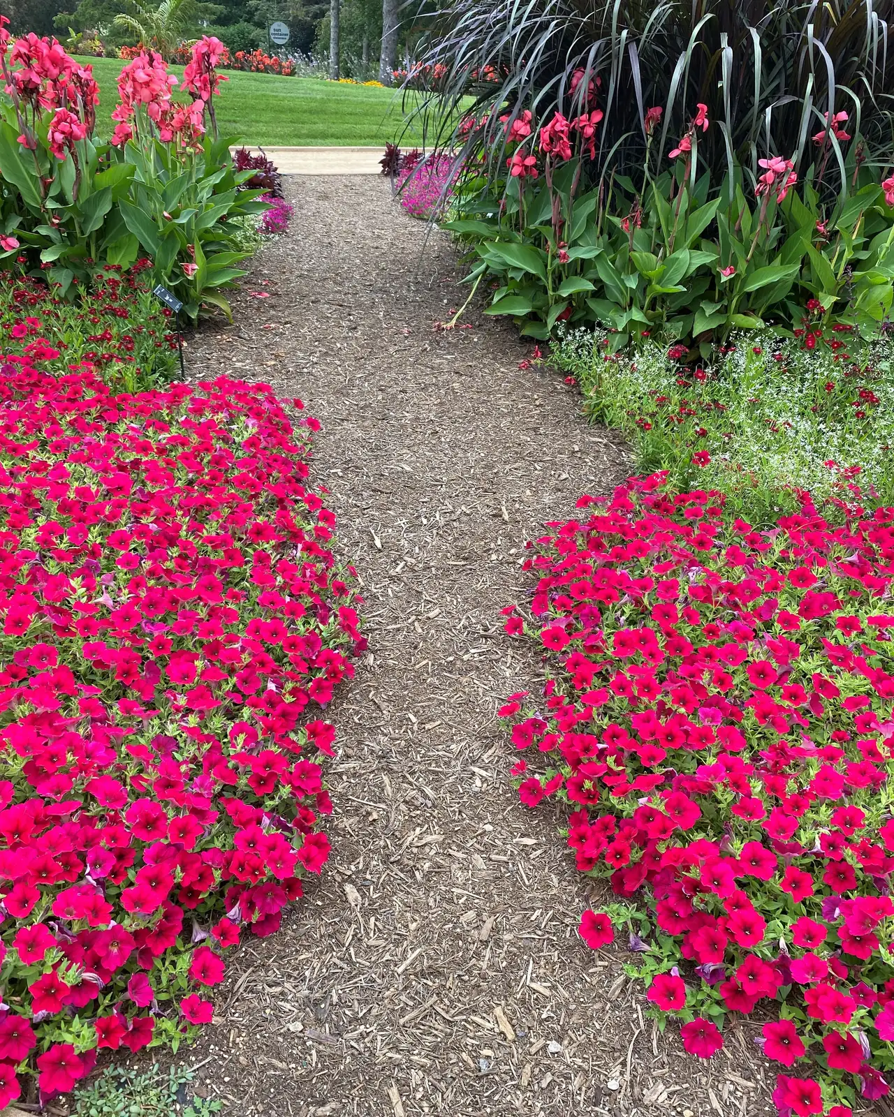 Petunias in the Spotlight: Unique Traits and Fun Facts You Didn’t Know