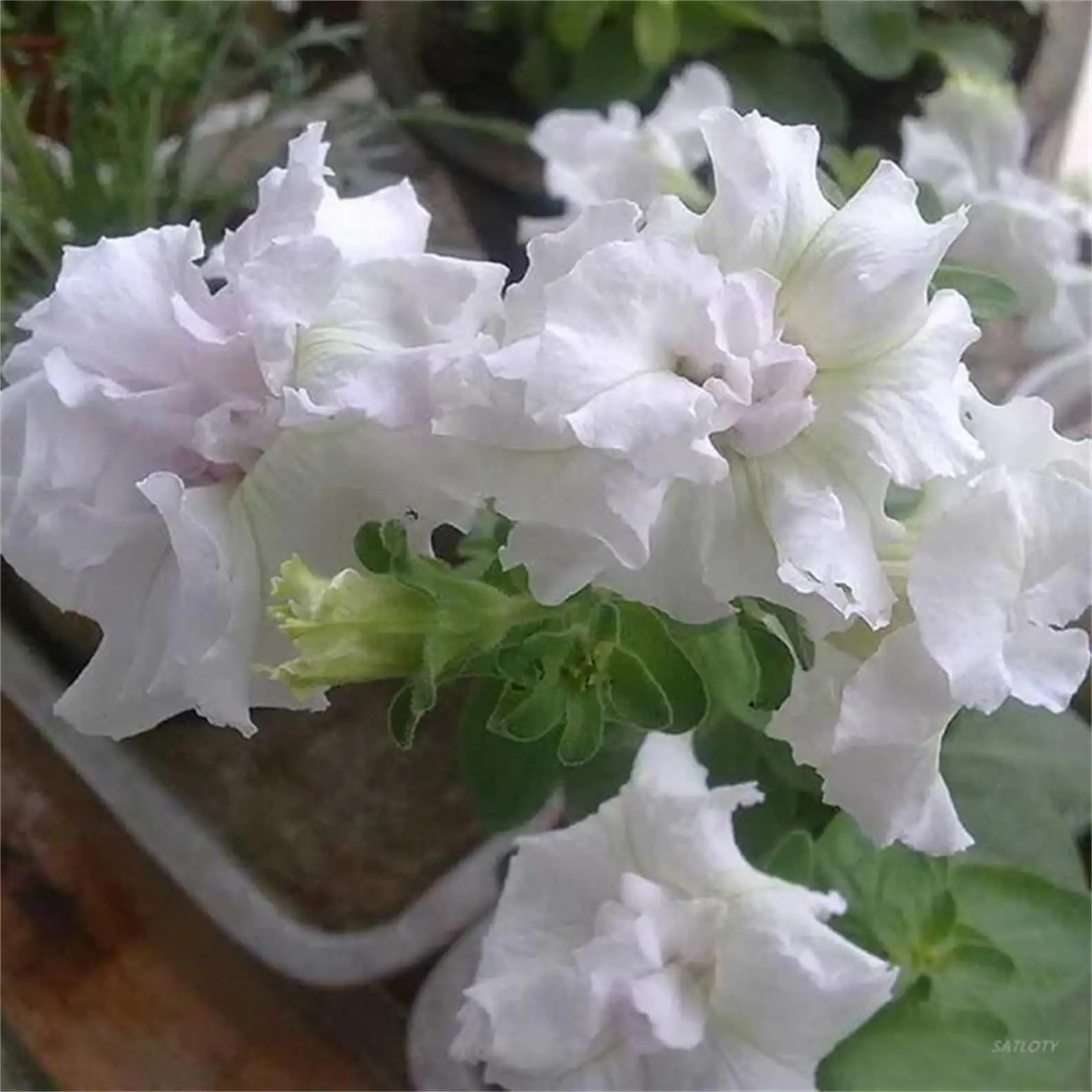 white petunia evening fragrance