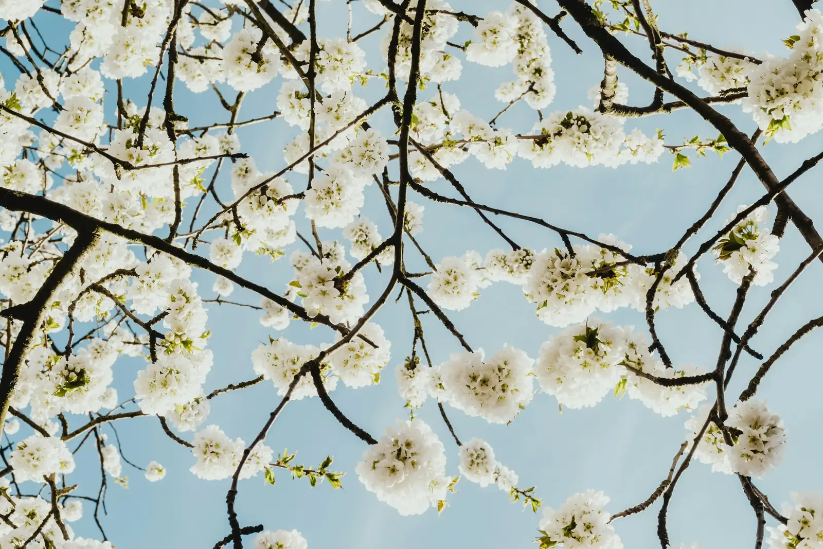 cherry blossom art corner