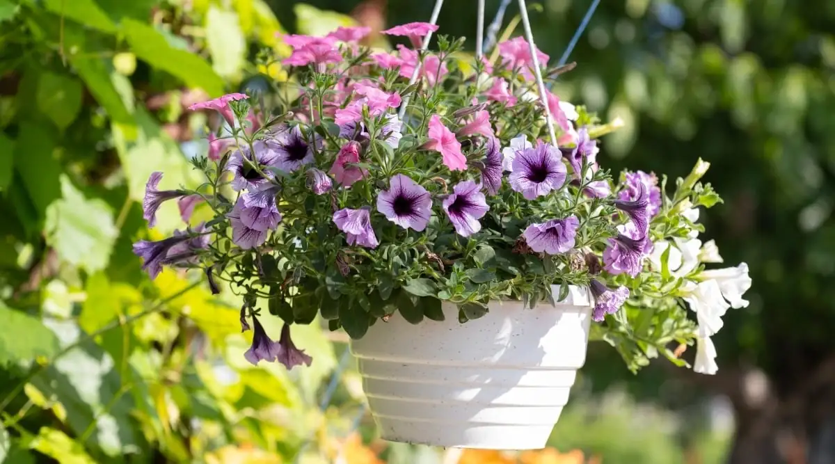 petunia hanging basket patio