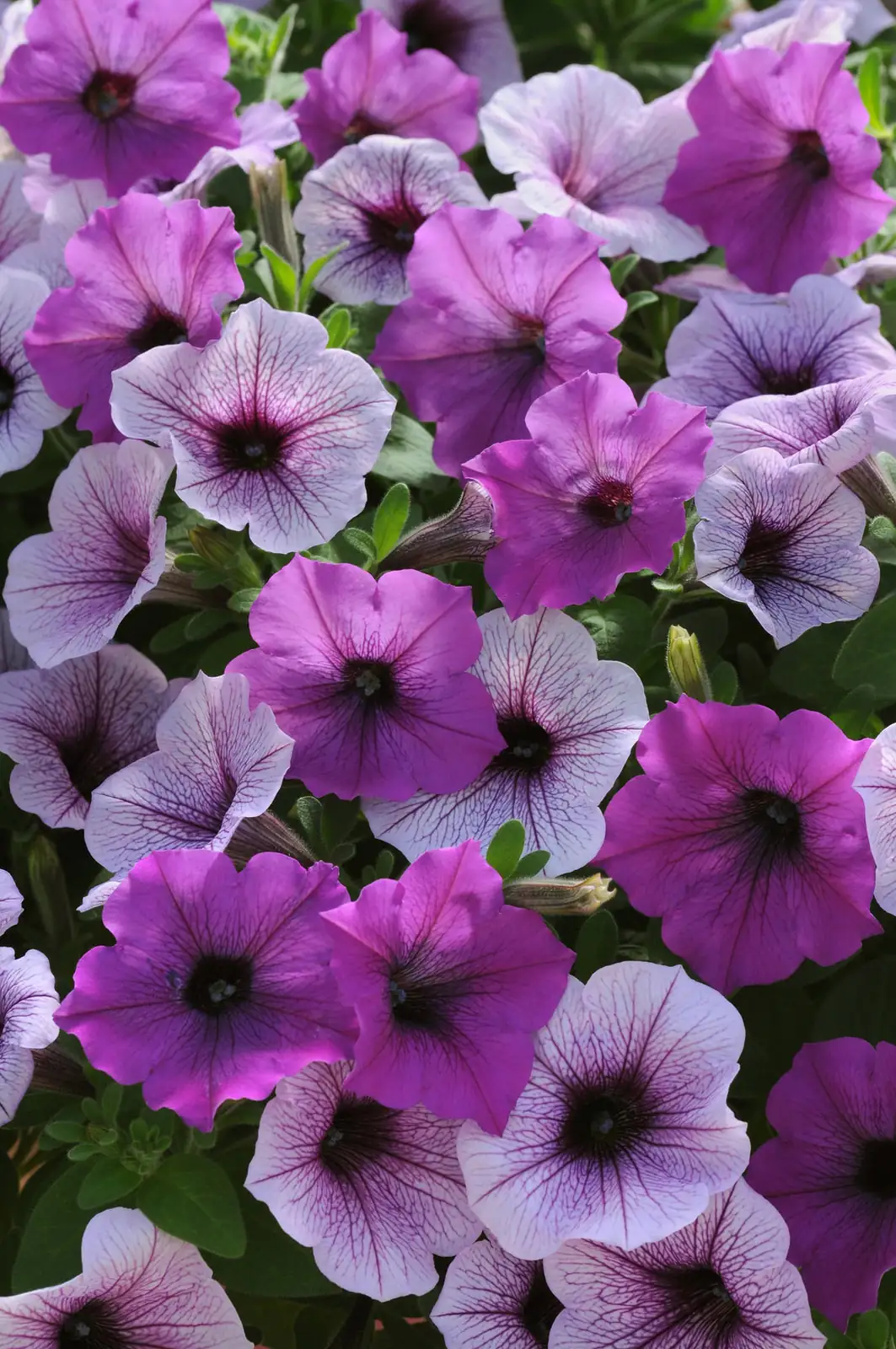 trailing petunia wave variety