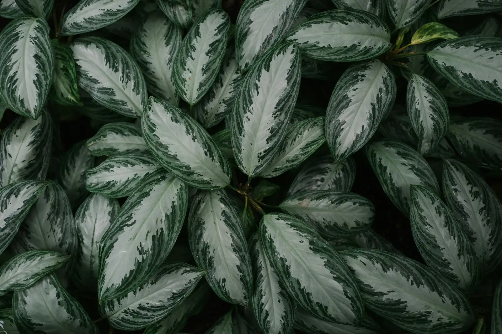 让家庭植物更安全：降低孩子接触风险的实用指南