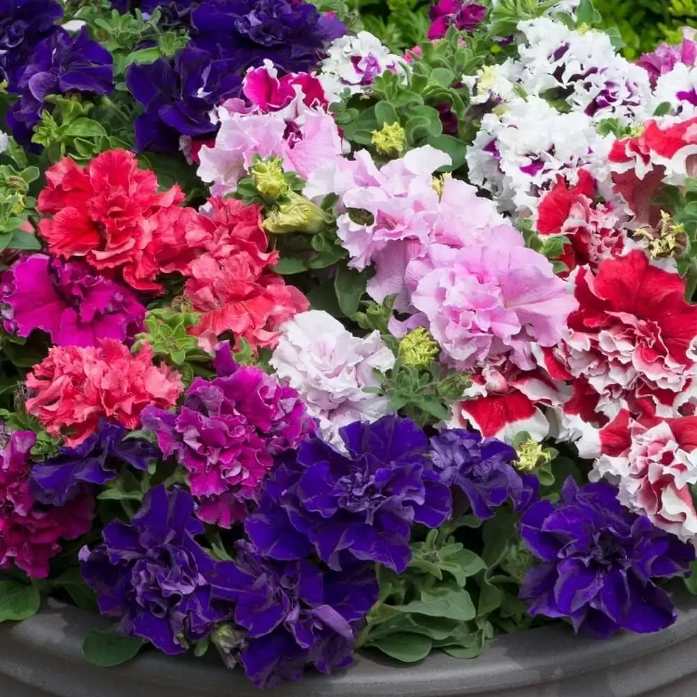Petunias and Their Hidden Messages: Flower Language and Cultural Significance
