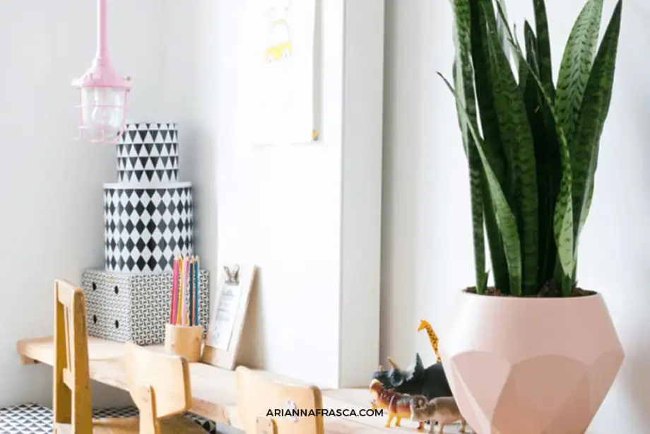 colorful non-spiky plants kids room