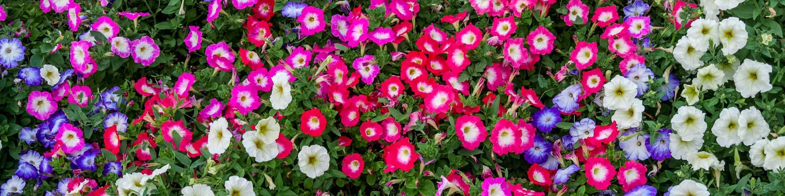 variety of petunia colors