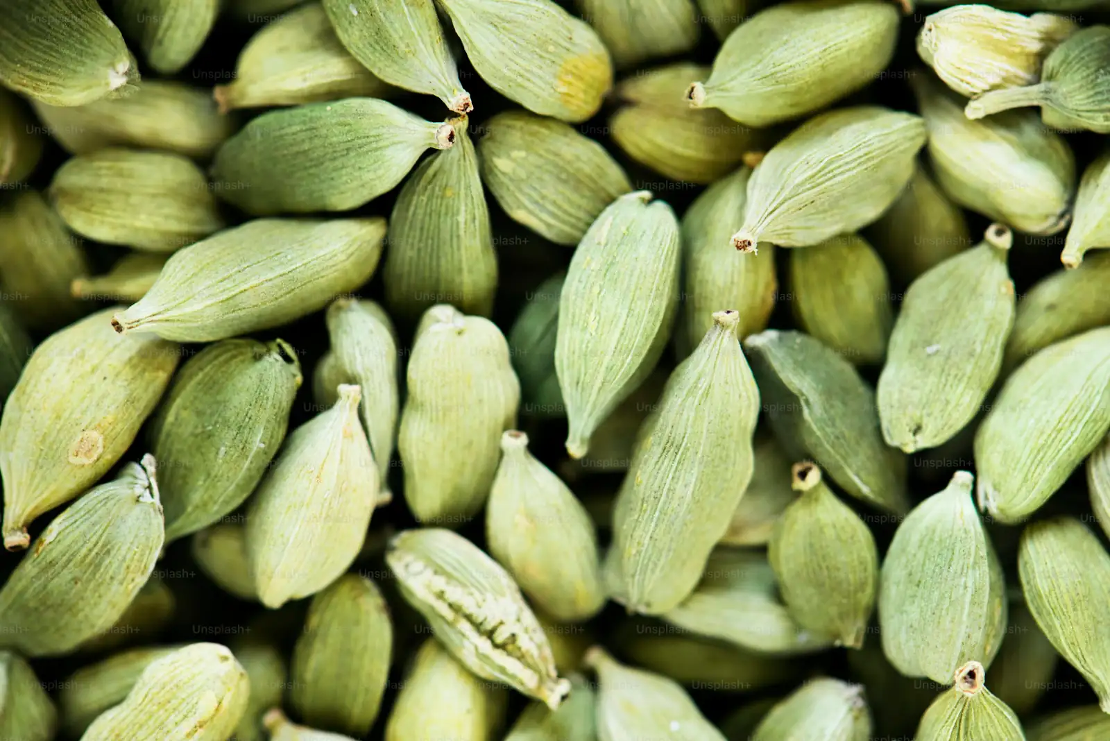 petunia seeds close-up