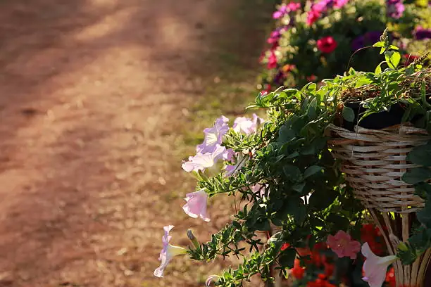 petunia hanging basket outdoor
