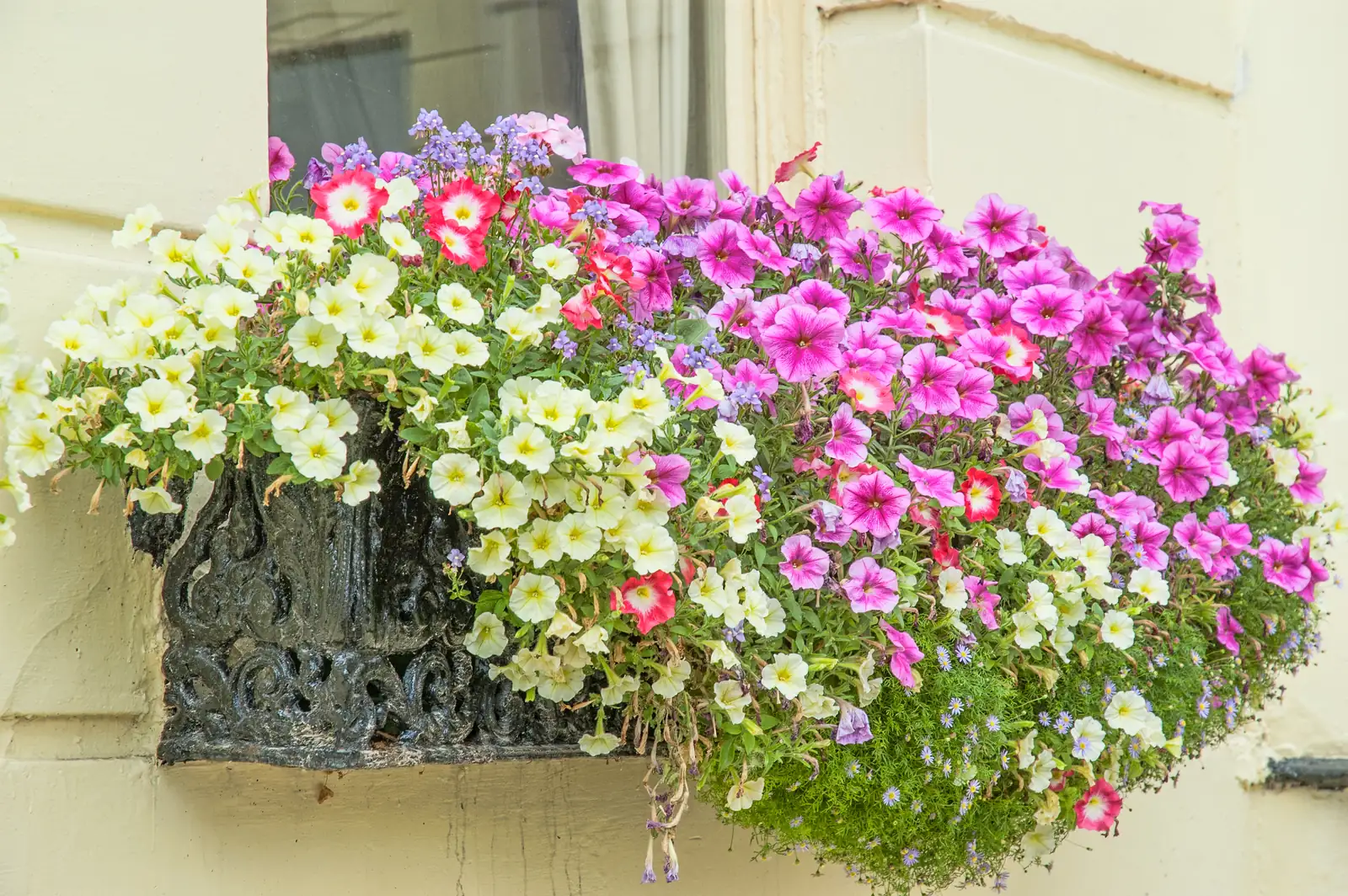 petunia window box sunlight