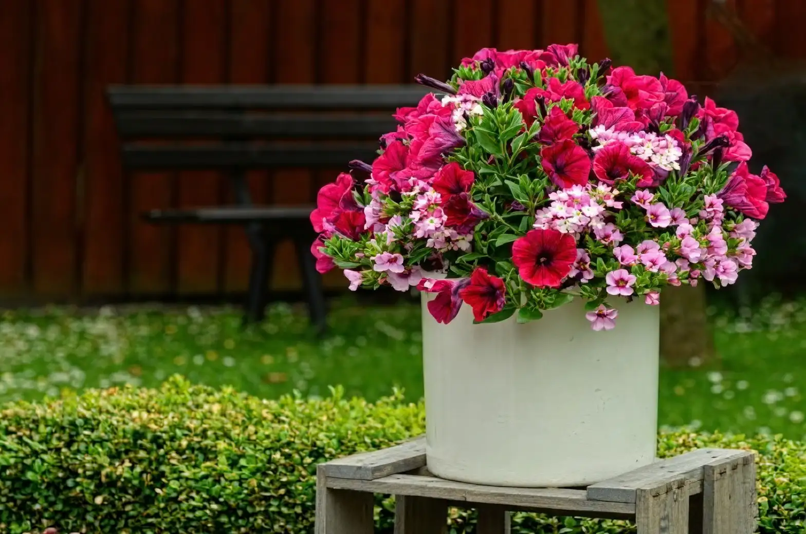 petunia patio arrangement