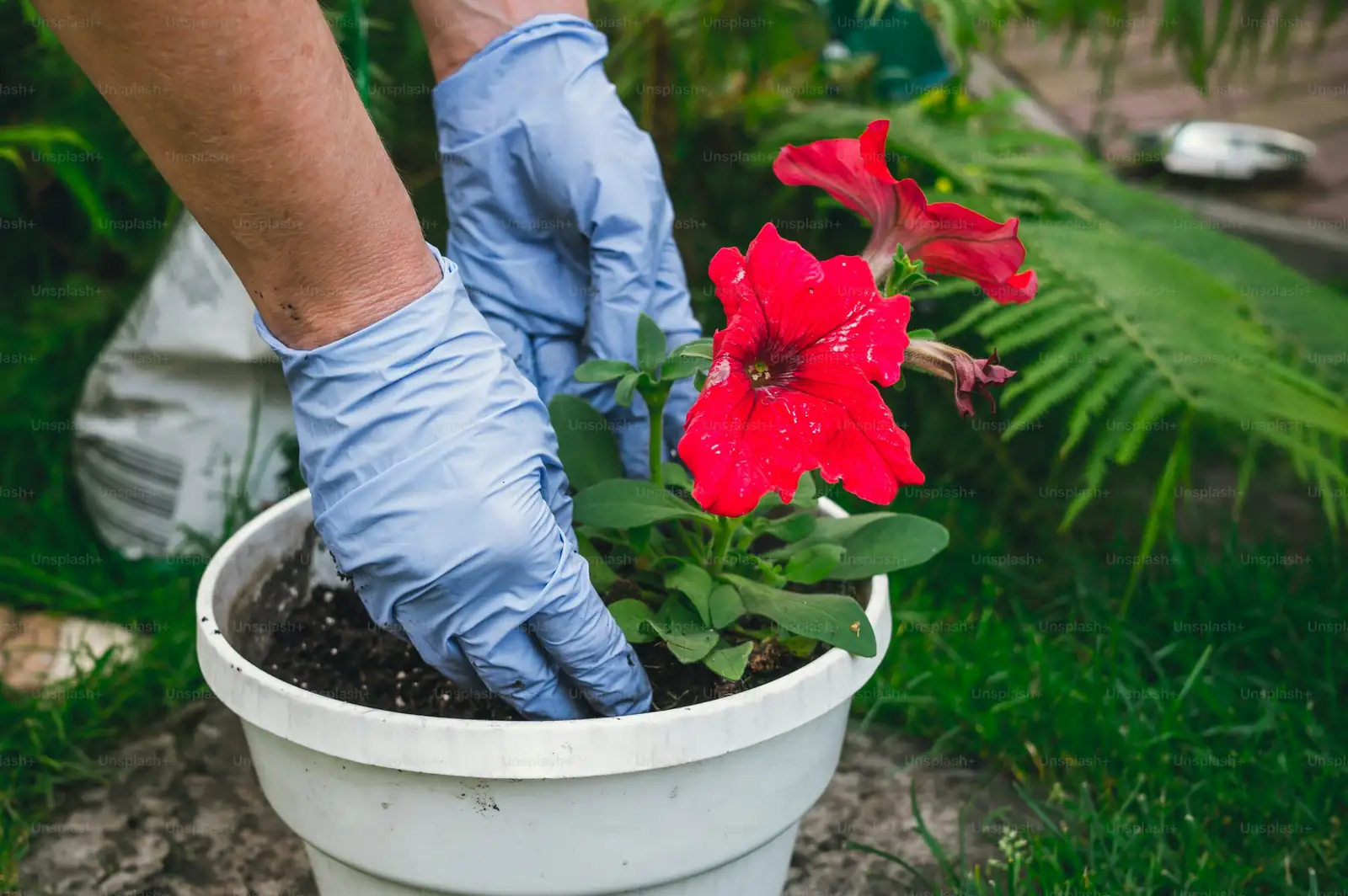petunia seedlings in pots