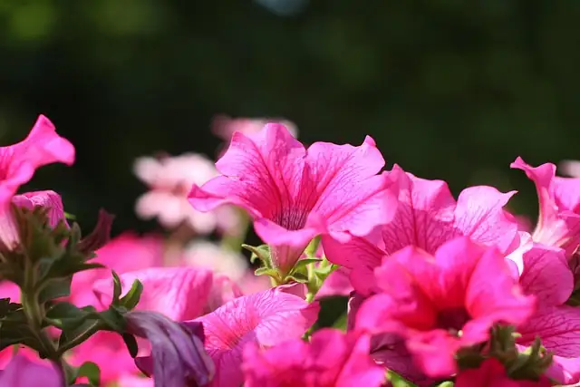 Companion Planting with Petunias: Perfect Pairings for a Flourishing Garden