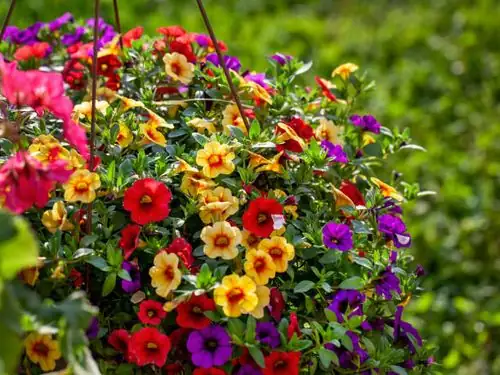 calibrachoa mixed with petunias
