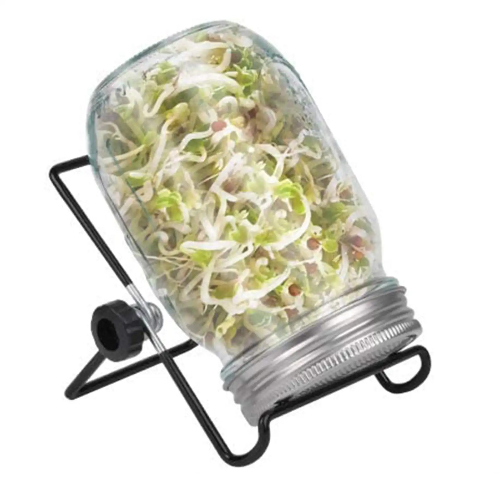 germination jar with bean seeds