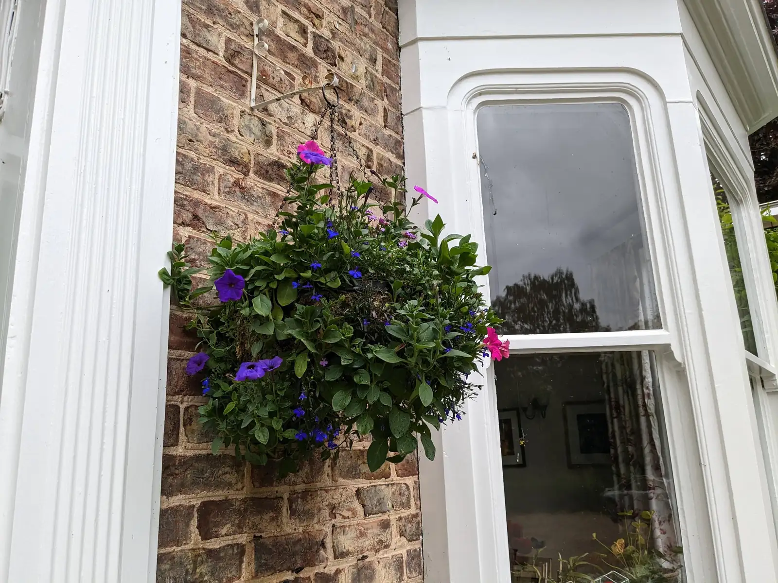 lobelia and petunias in hanging basket