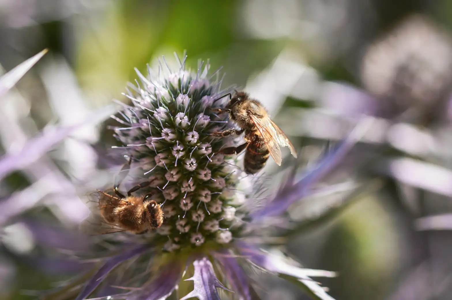 wildflowers with bees pollinating