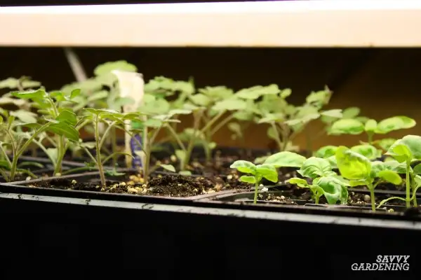 indoor seed starting tomatoes