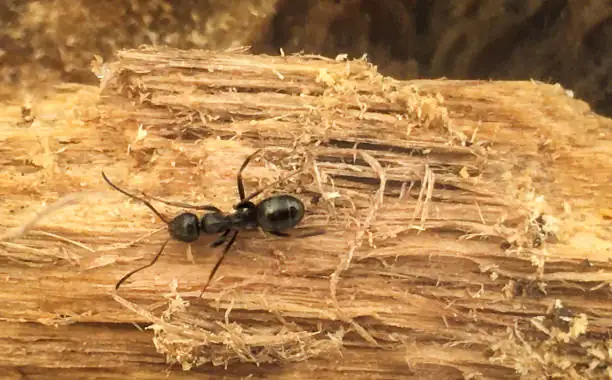 carpenter ants on wood