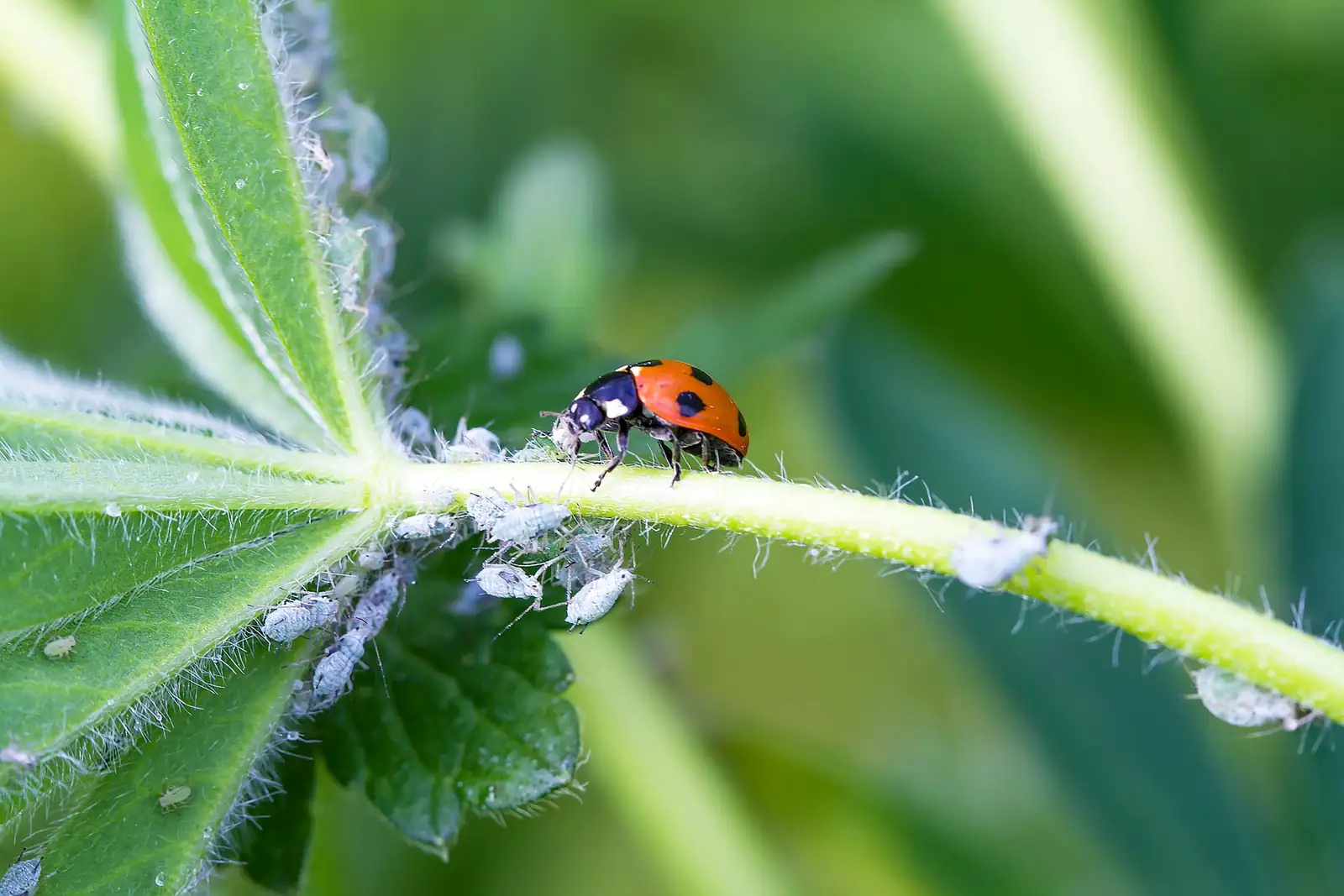 ladybugs on garden plants