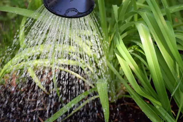 watering baby's tears plant