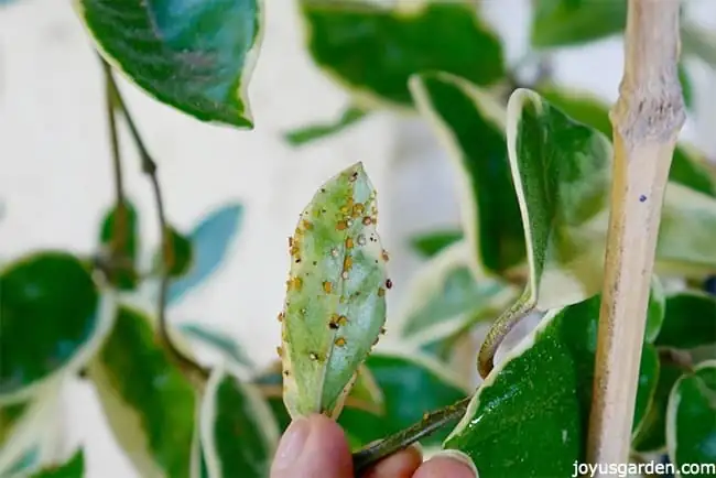 aphids on plant leaves