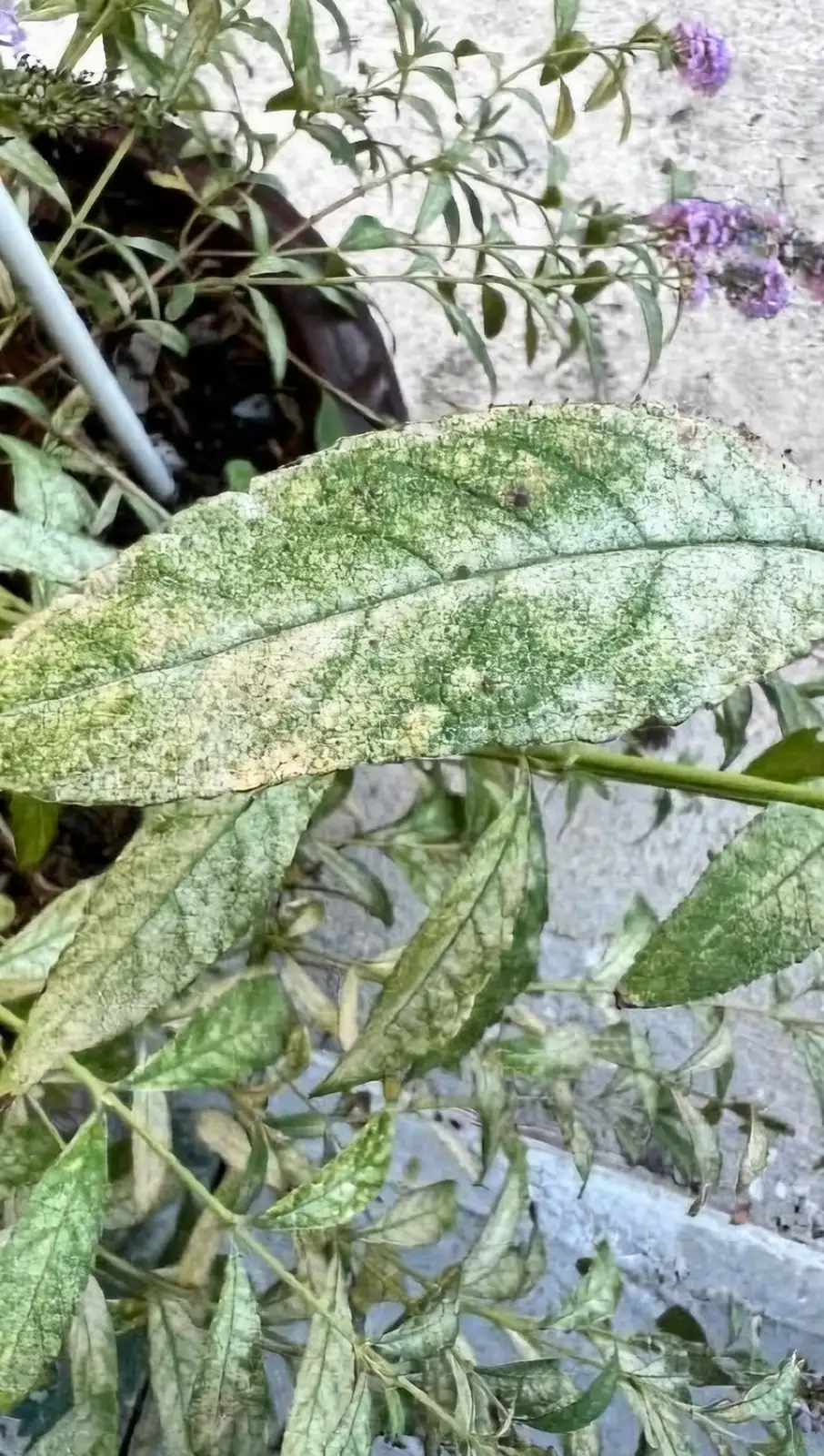 powdery mildew on plant leaves