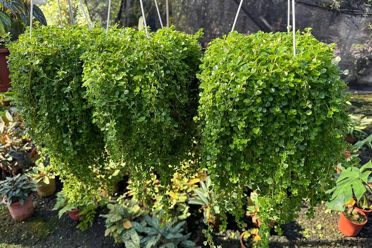 baby's tears in pot cascading