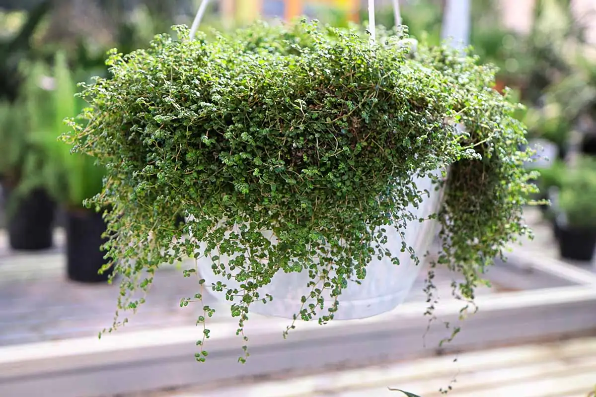 baby's tears hanging basket indoors