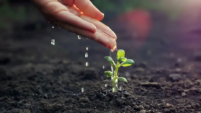 watering baby's tears plant