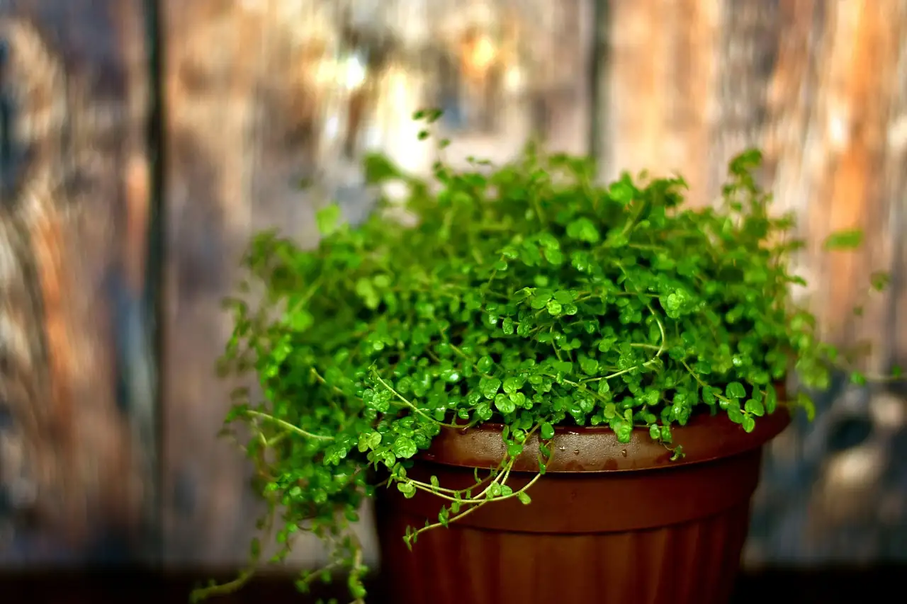 dividing baby's tears plant