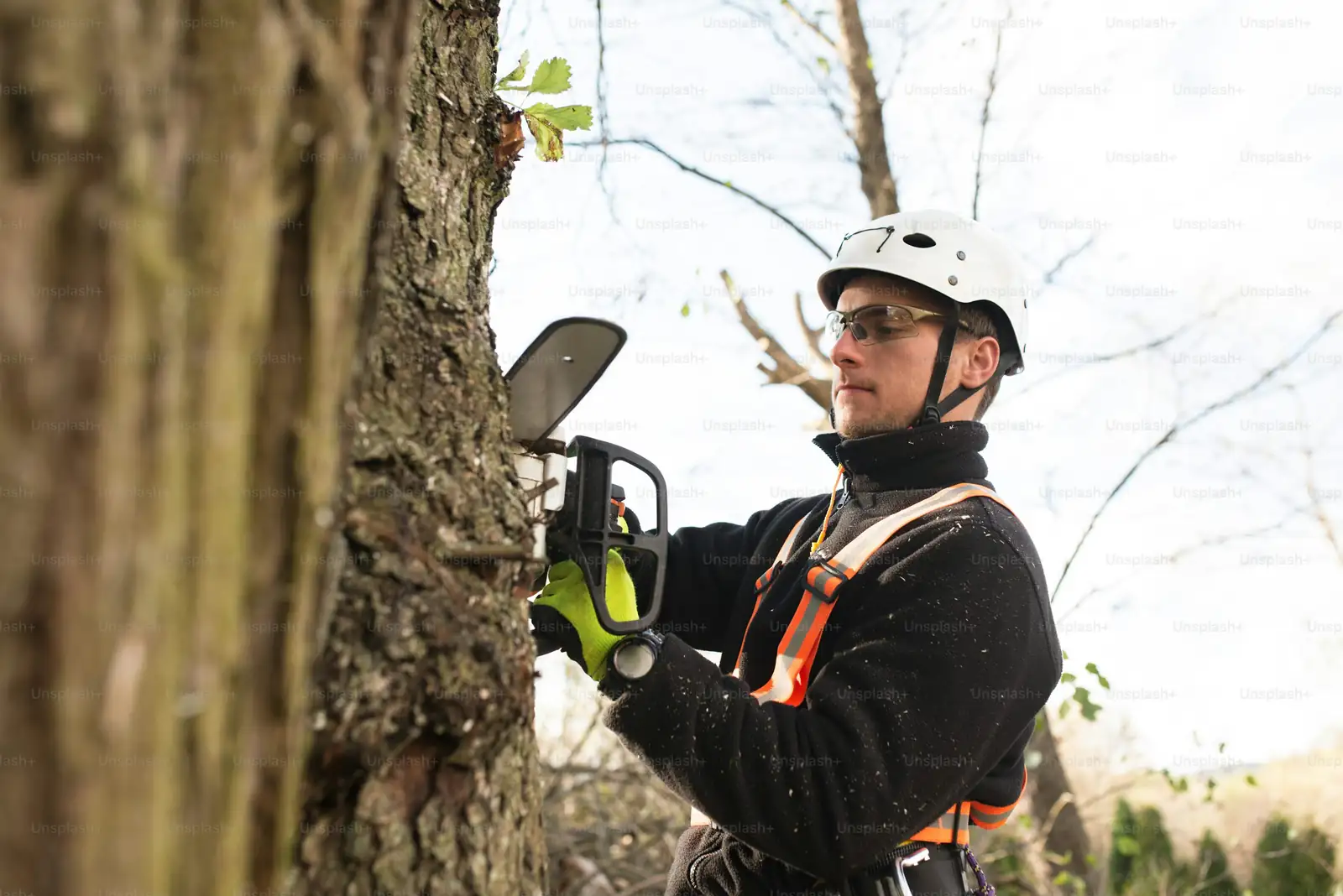 gardener pruning tree branches