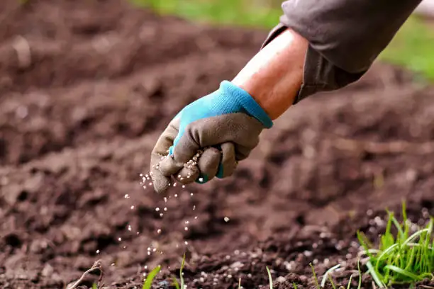 gardener applying fertilizer to soil