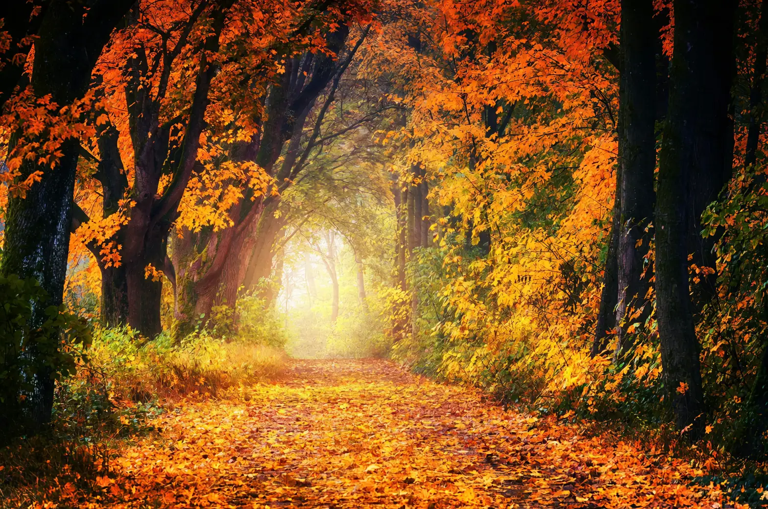 Fall Plant Care: Navigating the Indoors and Outdoors Divide