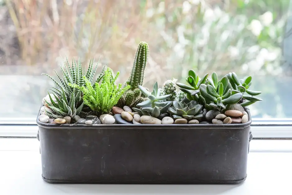 succulents on windowsill sunlight