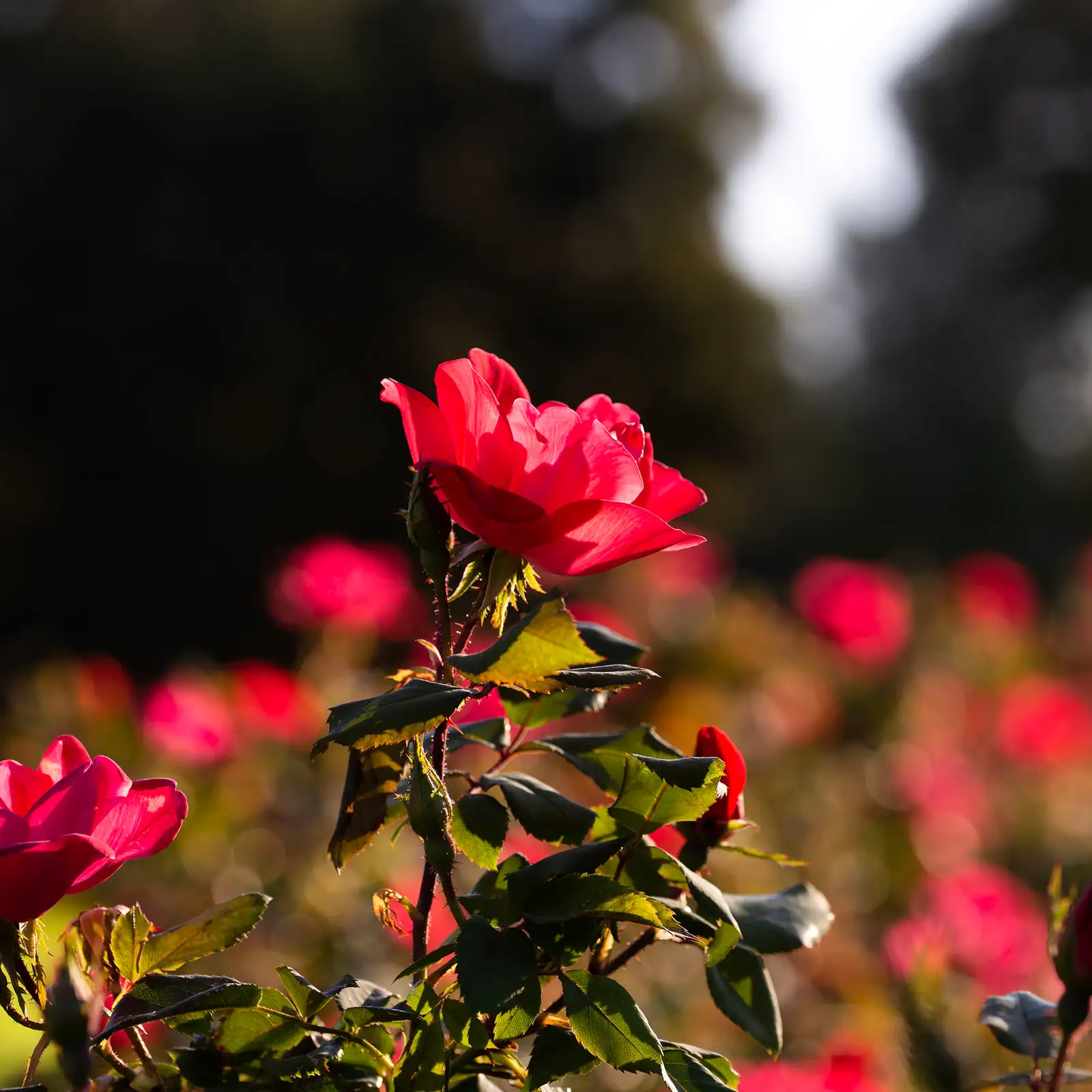 rose garden in autumn light